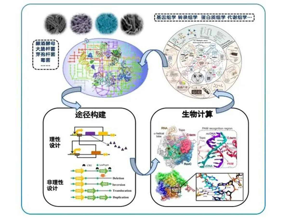 專訪 | 嘉必優(yōu)：立足合成生物學(xué)底層技術(shù) 揚帆生物經(jīng)濟“藍海”